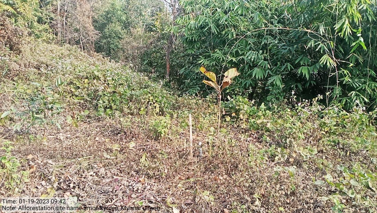 G:\Medical Leave Gordon\VILLAGE REPORT PICTURES\JIRANG BLOCK\mynnar jirang\6.afforestation\WhatsApp Image 2023-02-09 at 09.43.37.jpeg